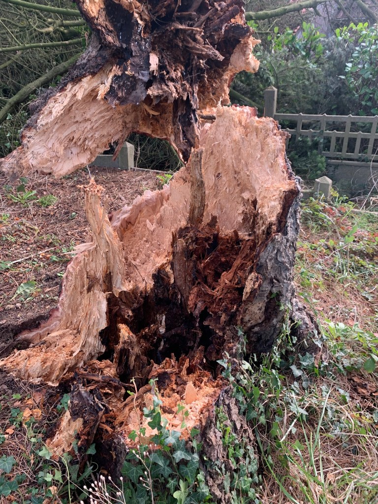 Base du Tronc a Pourri