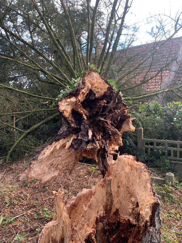 Le Pied de l'Arbre a Pourri