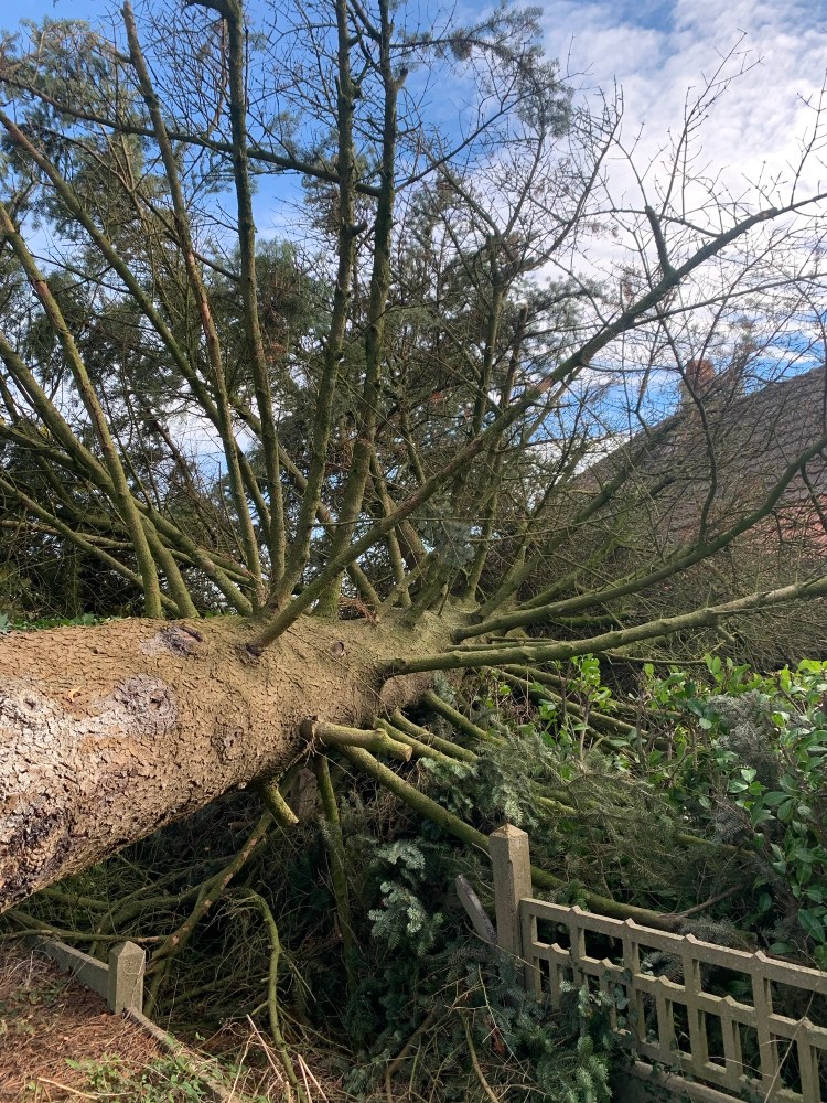 arbres tomber au sol a coté de Digoin en Saône et Loire 71160