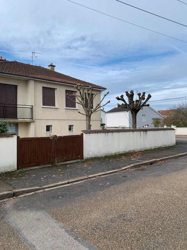 elagage d'arbre en tete de chat a digoin 71 saone et loire