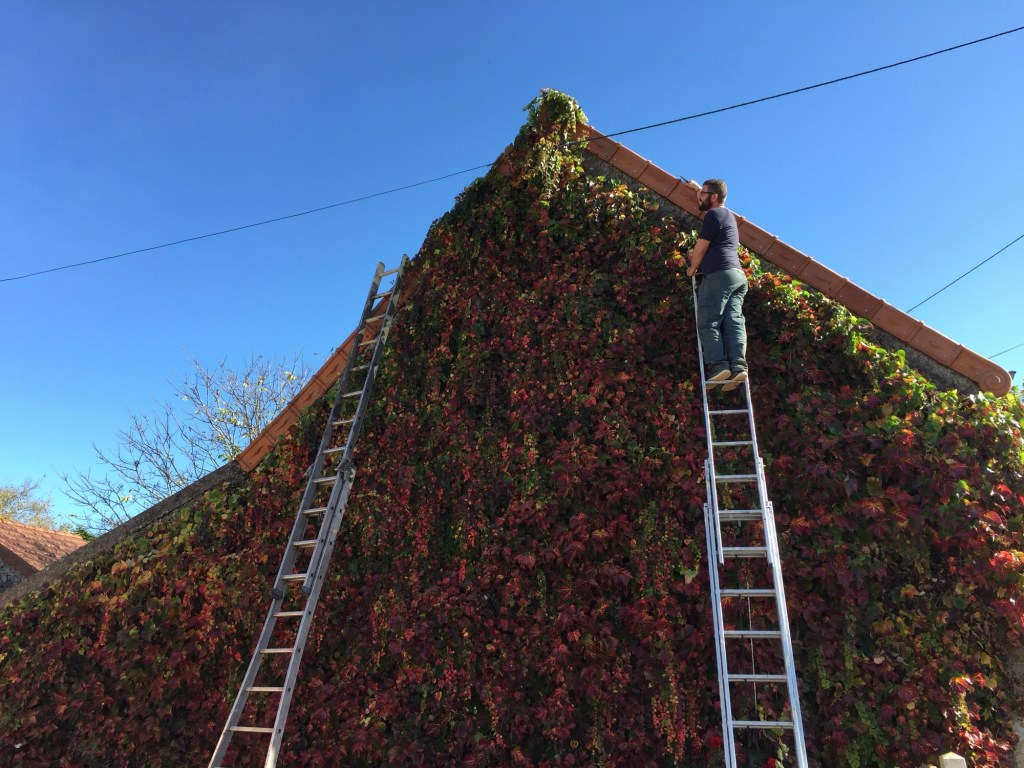 Taille plantes grimpantes sur un pignon de maison en Saône et Loire 71 un entretien annuel 