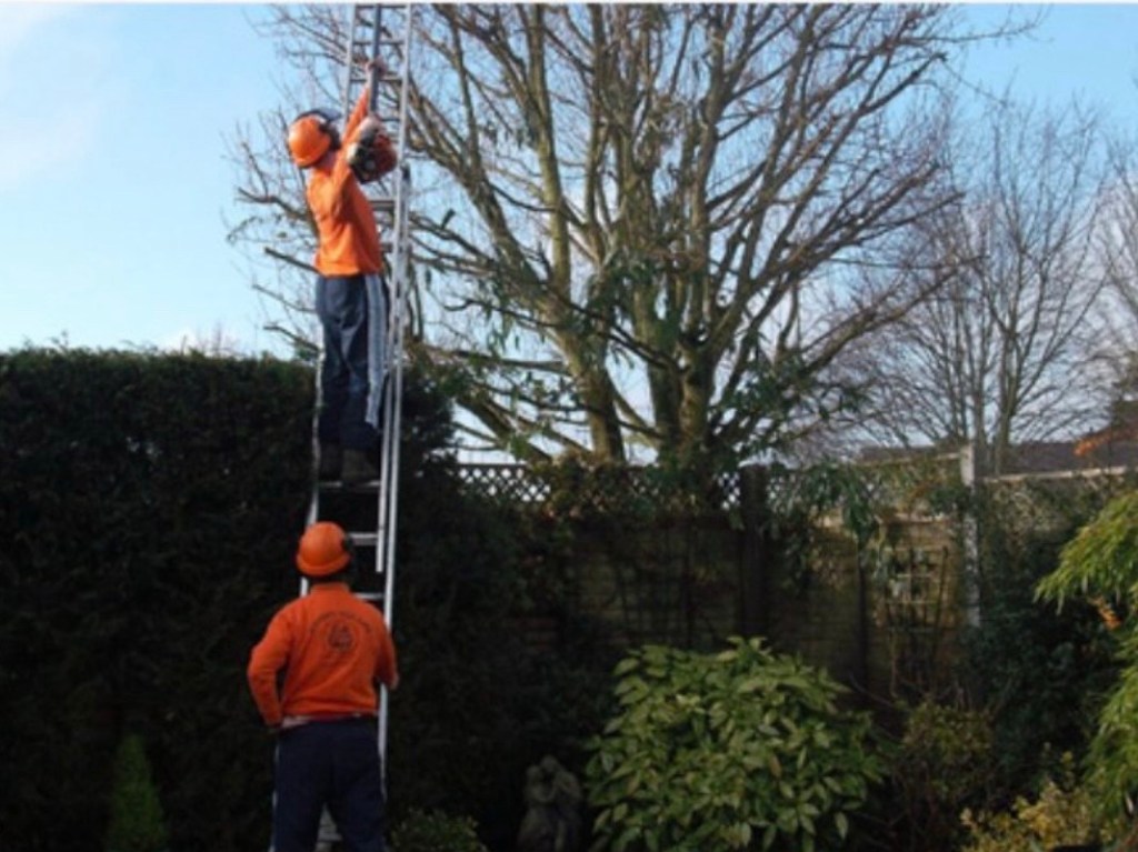 Taille d’arbres et haies en font des arbustes en Saône et Loire 71. Déchets végétaux au sol avant évacuation des déchets verts en déchèterie de Digoin 71160