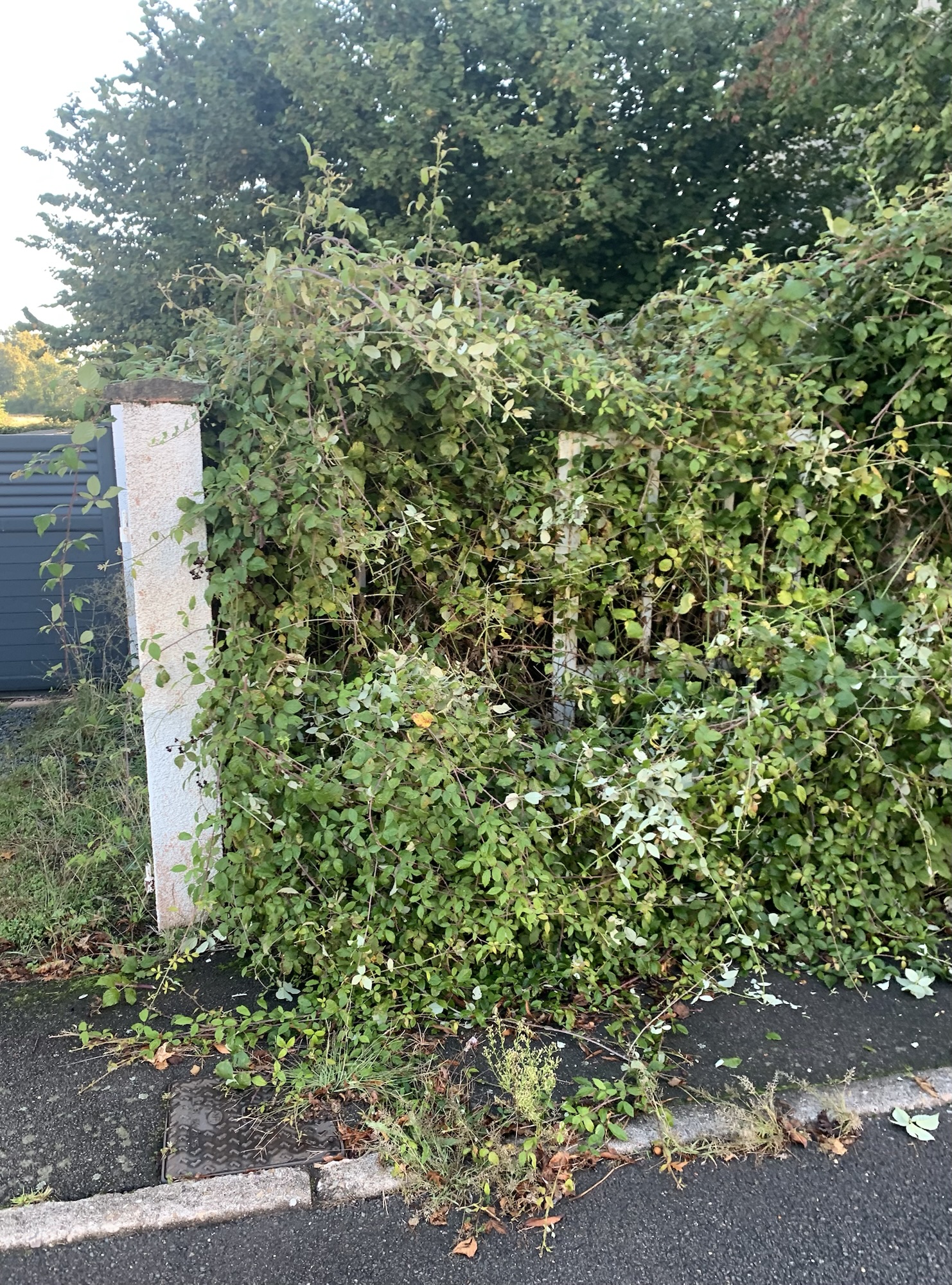 terrain en friche a Digoin 71160 en Saône et Loire ronce déborde sur le trottoire
