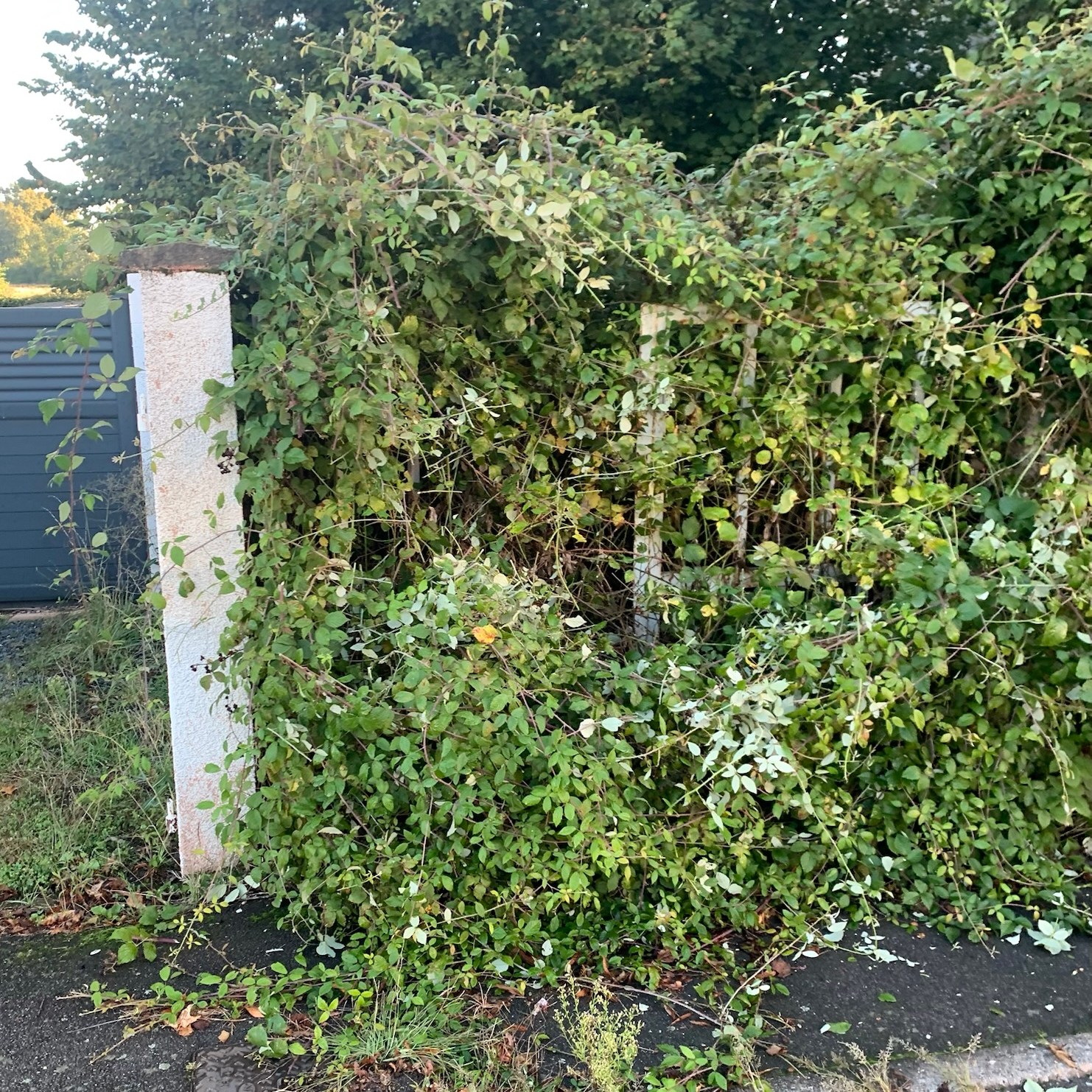 terrain en friche a Digoin 71160 en Saône et Loire ronce déborde sur le trottoire