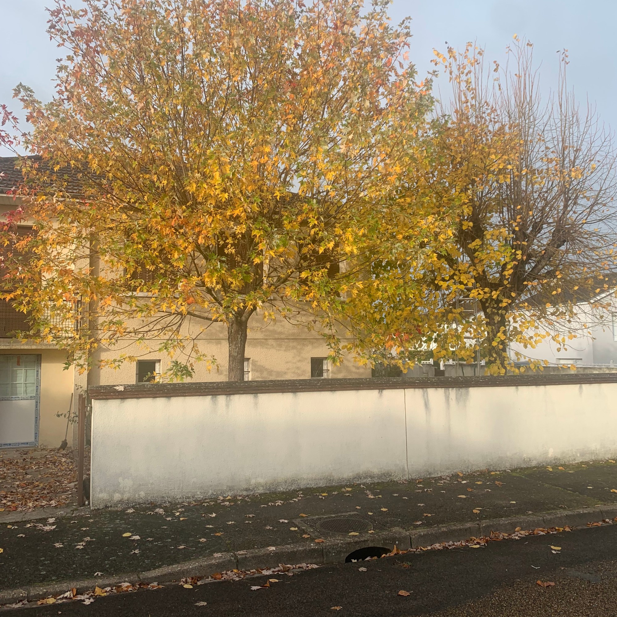 élagage en tête de chat d'un érable et un tilleul a Digoin 71160.