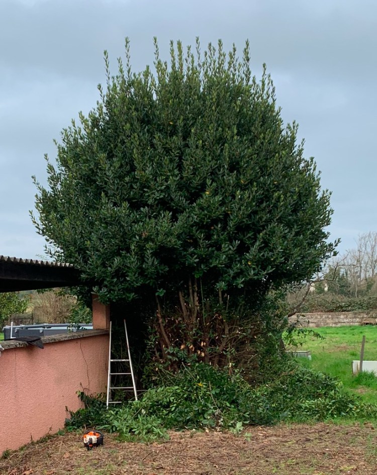 Arbres dont les branches dépassent chez les voisins à Digoin en Saône et Loire 71