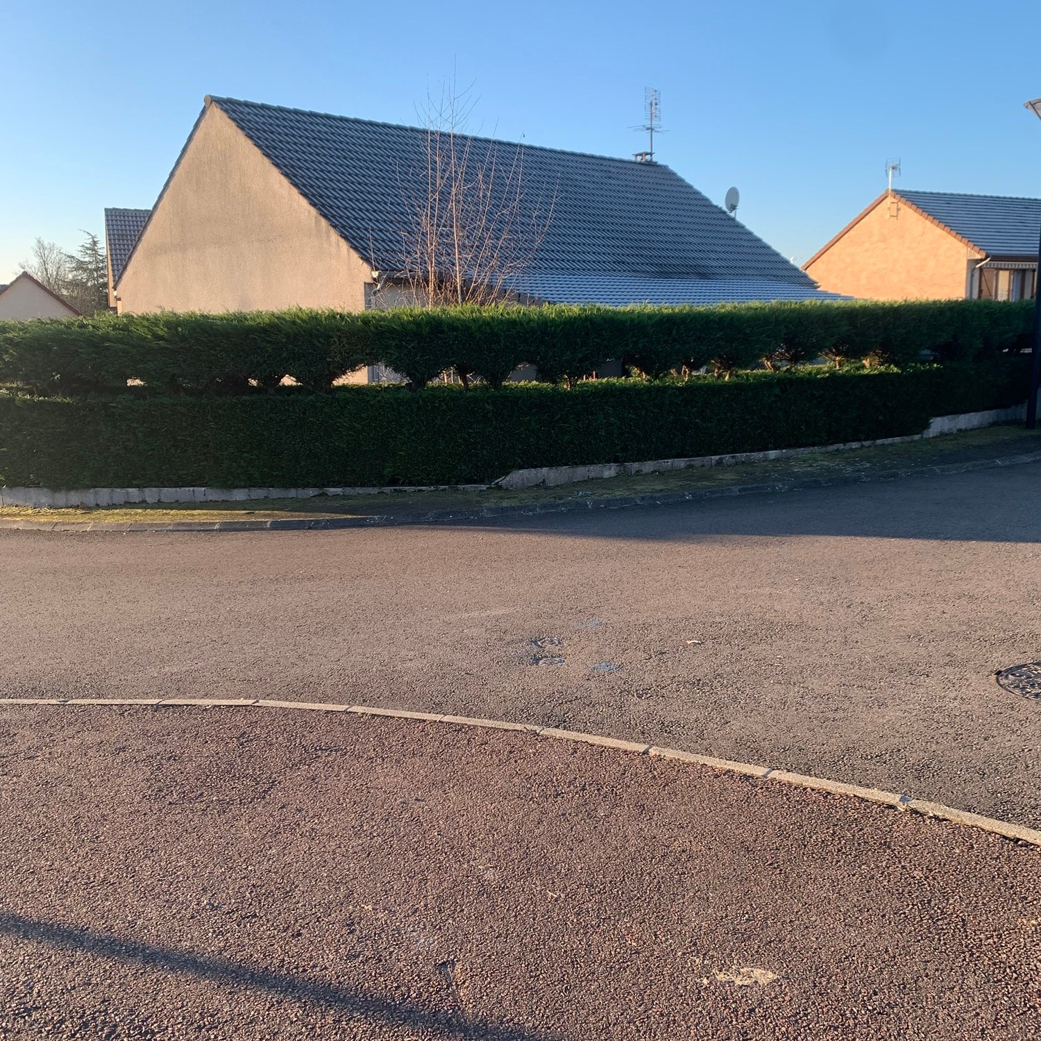 Rabattage d'une Haie de thuyas