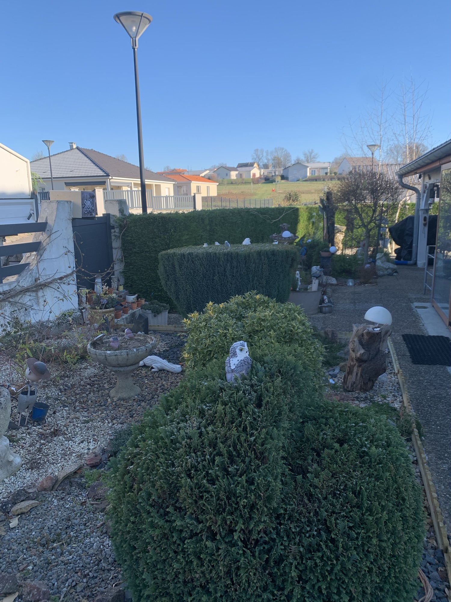 Rabattage d'une haie de thuyas