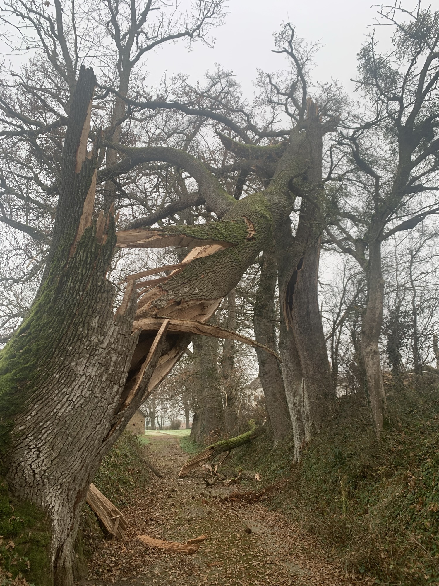 Arbre tombé a cause des vents violents en Saône et Loire