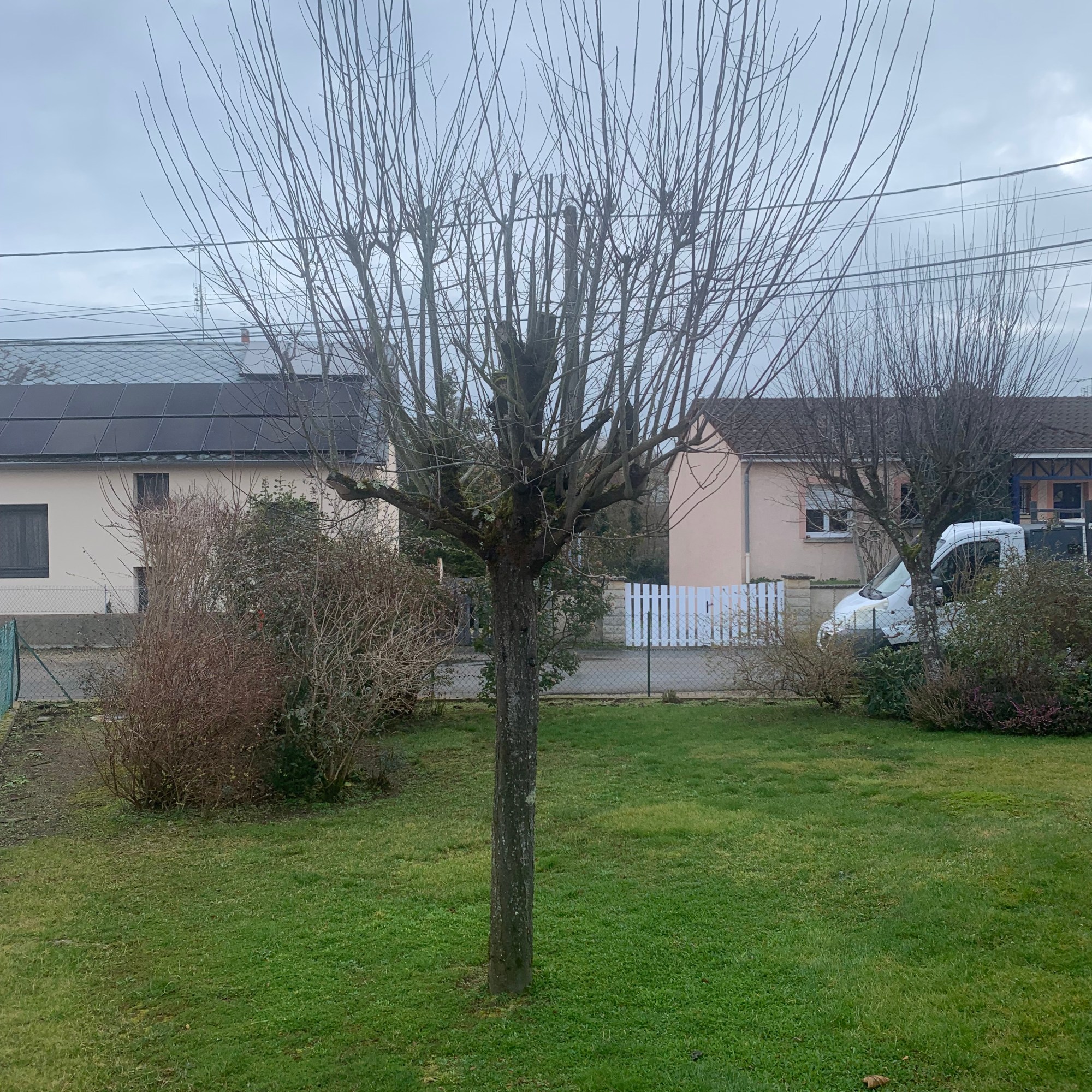 Avant Coupe d'entretien d'un Prunus à Paray le Monial