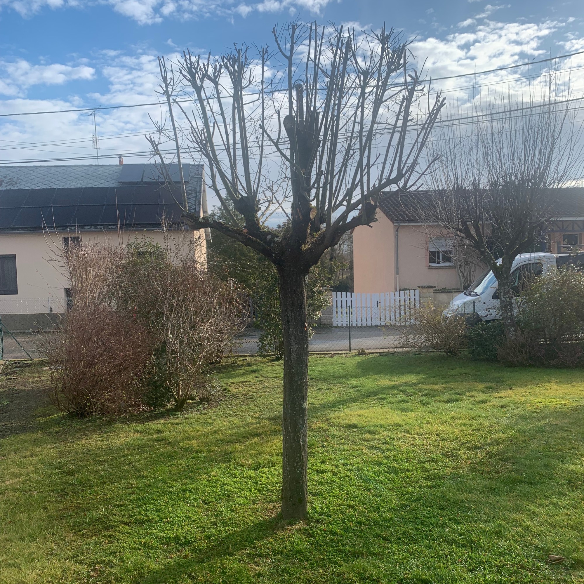 Après Coupe d'entretien d'un Prunus à Paray le Monial