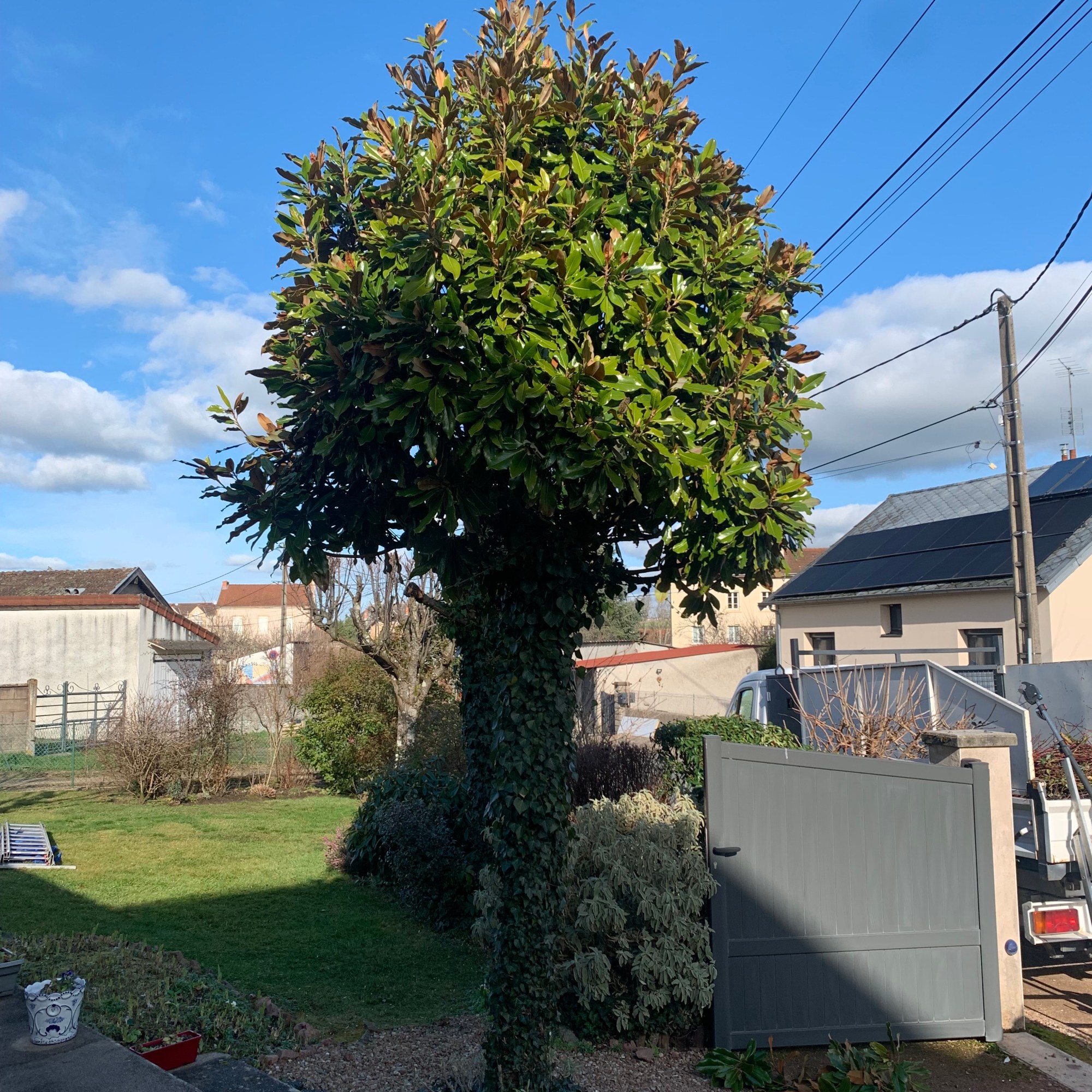 Avant taille Magniolia à Paray le Monial