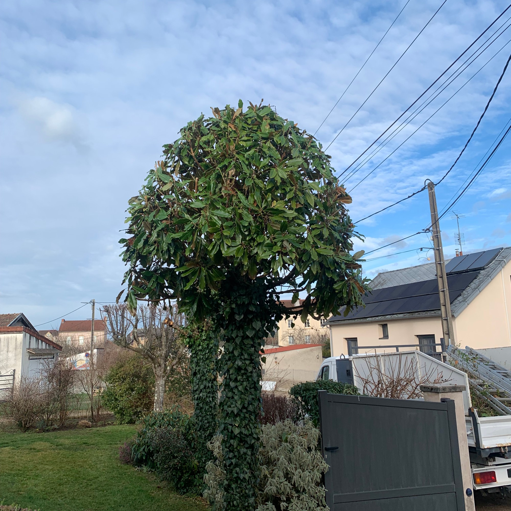 Taille d’un magniolia à Paray le Moniale