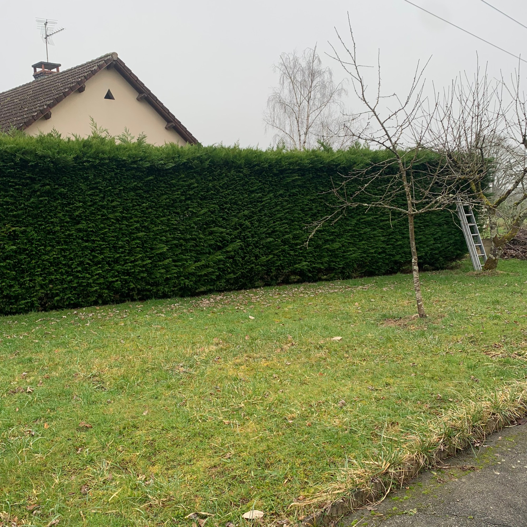 Avant Rabattage de la Haie de Thuyas