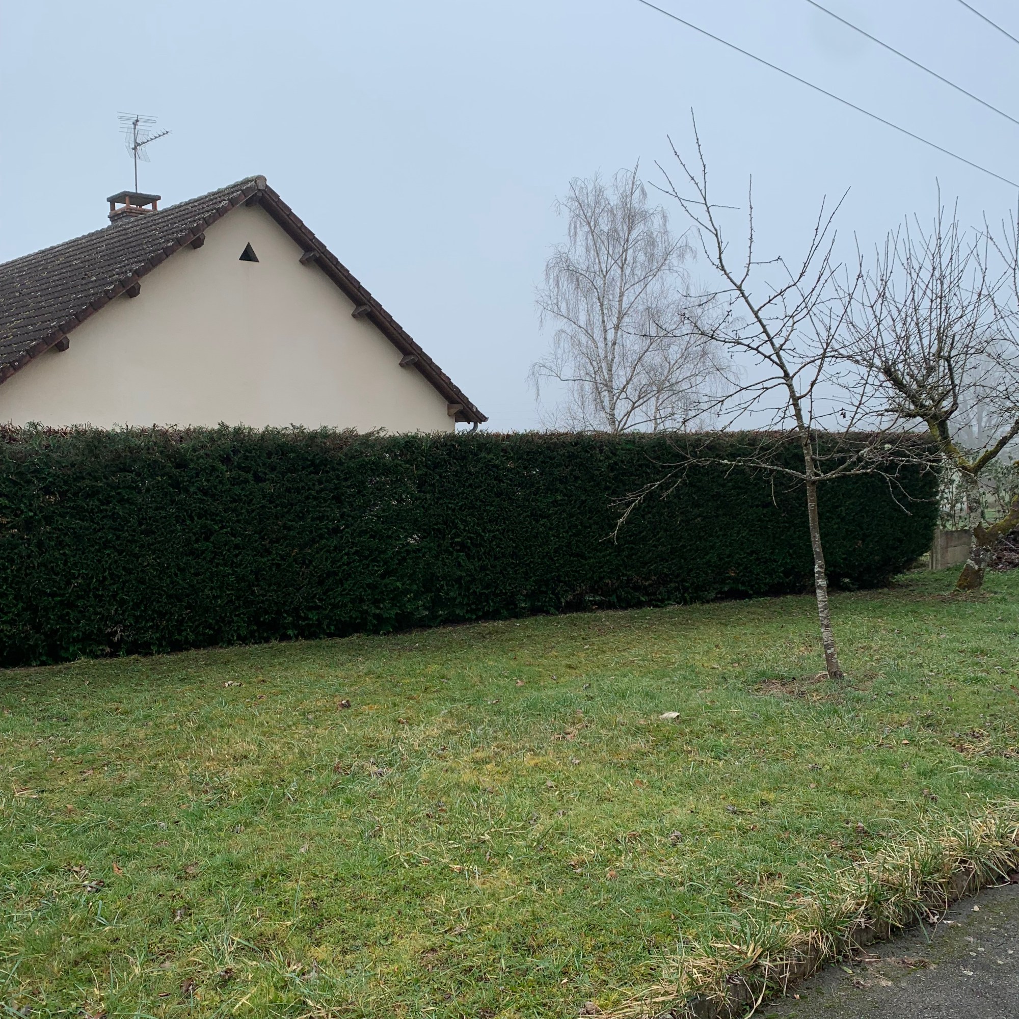 Haie de Thuyas Rabattu à Gueugnon