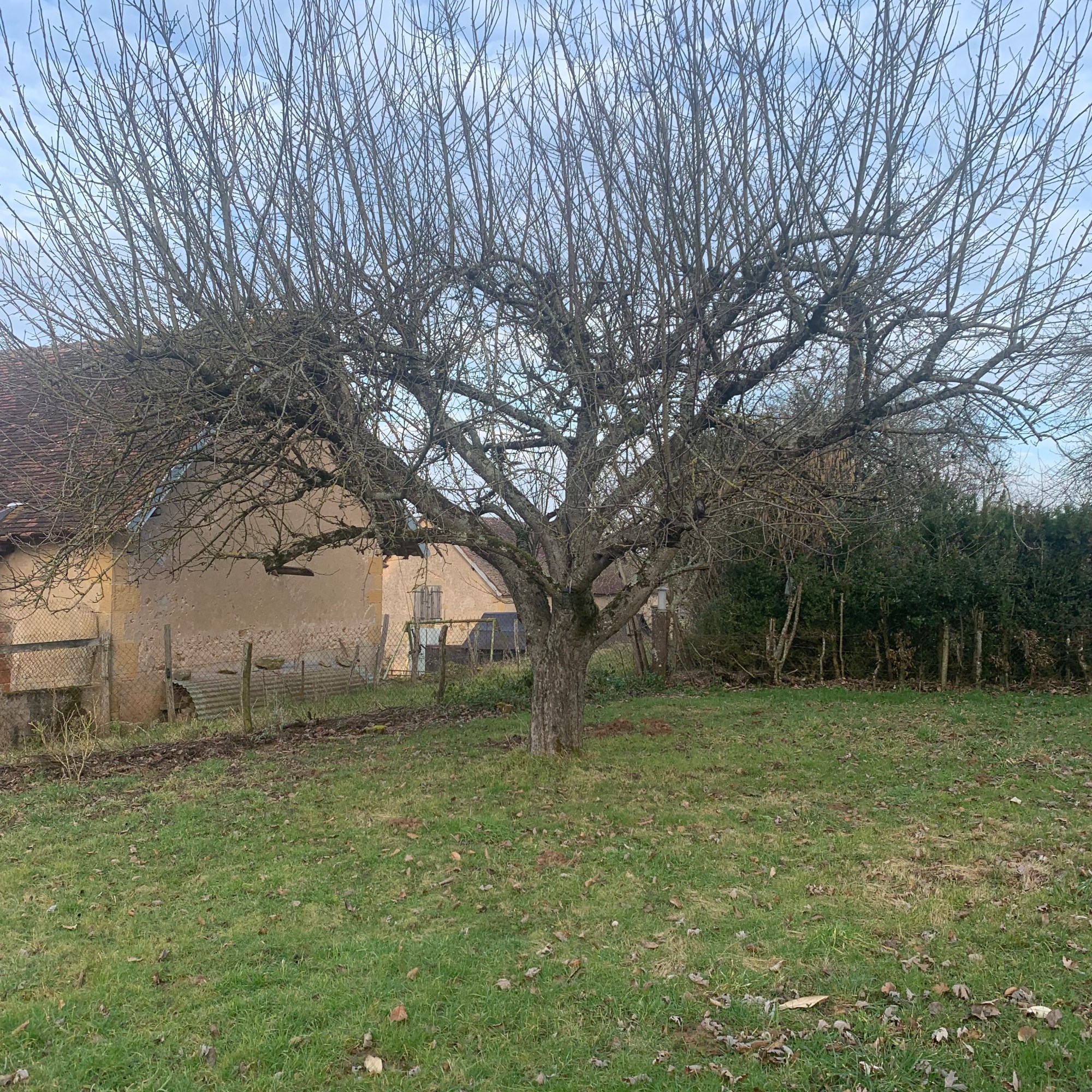 Pommier non tailler a Gueugnon