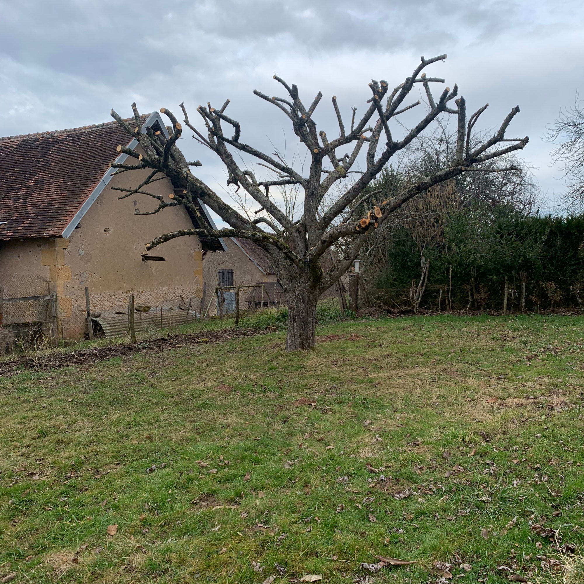 Pommier tailler a Gueugnon