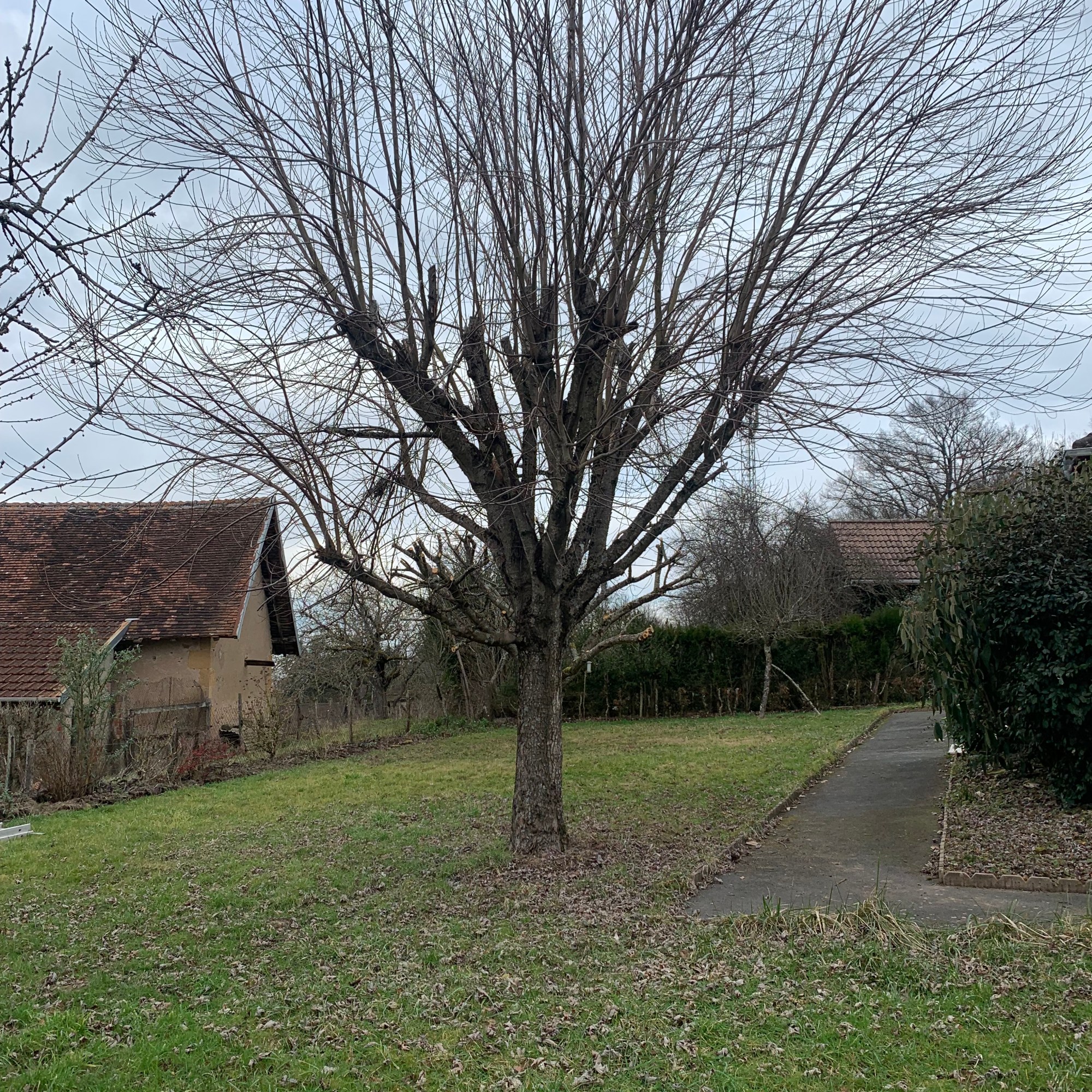 Taille d'un Sycomore a Gueugnon