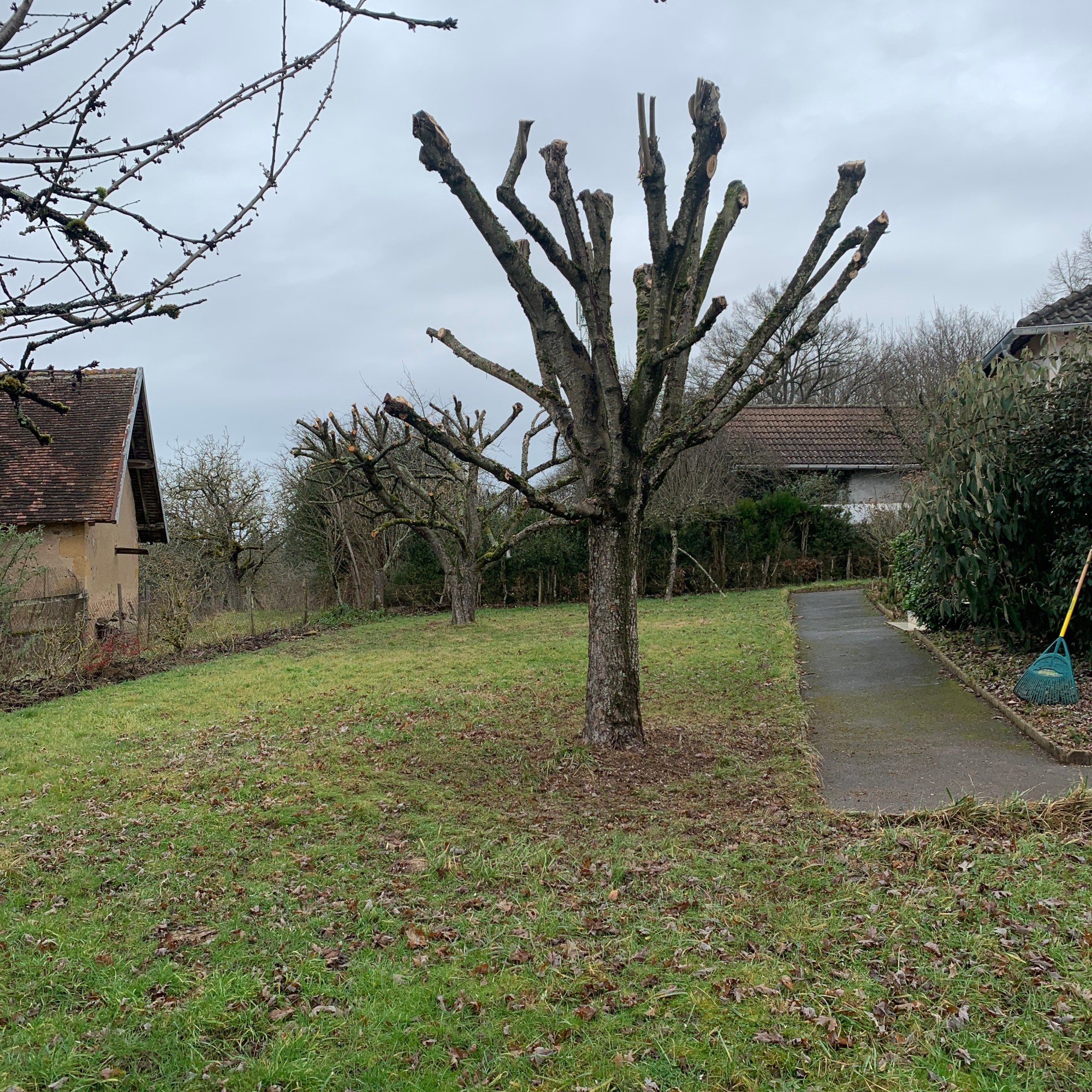 Sycomore Tailler a Gueugnon