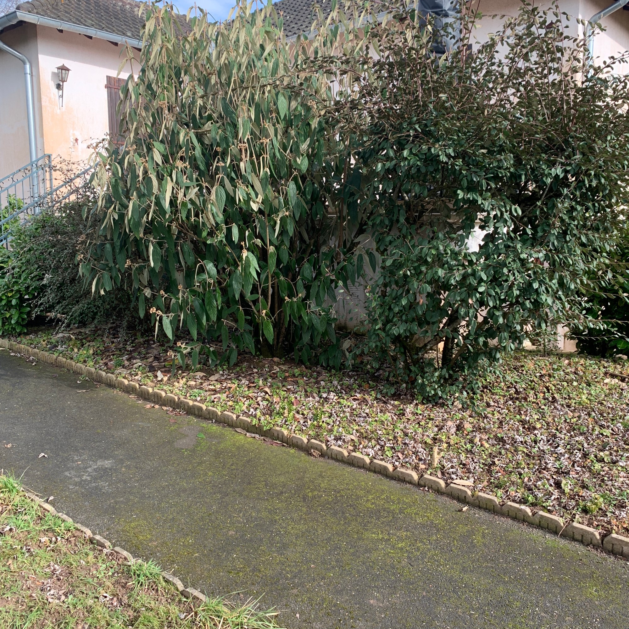Élagage des Arbustes proche d'une Terrasse à Gueugnon