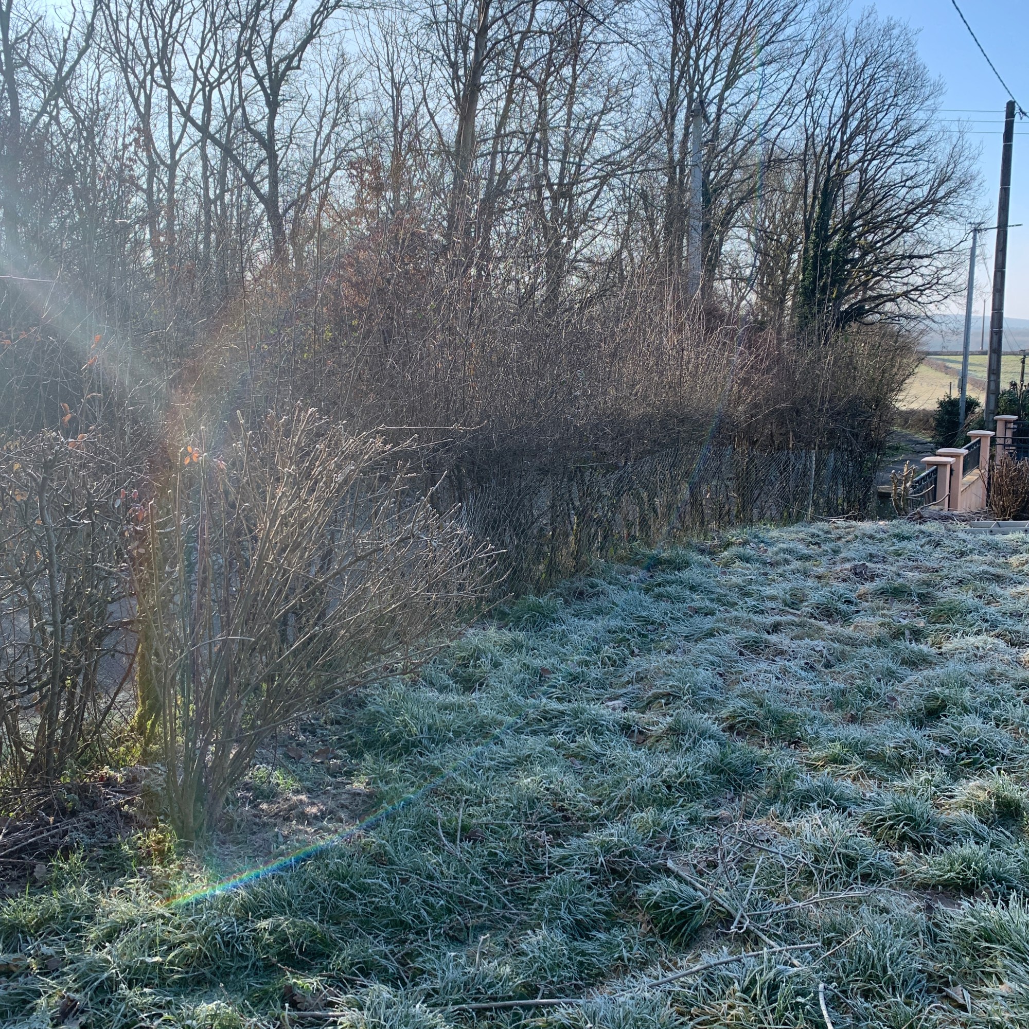 Avant Taille de la Haie Bocagère a Gueugnon