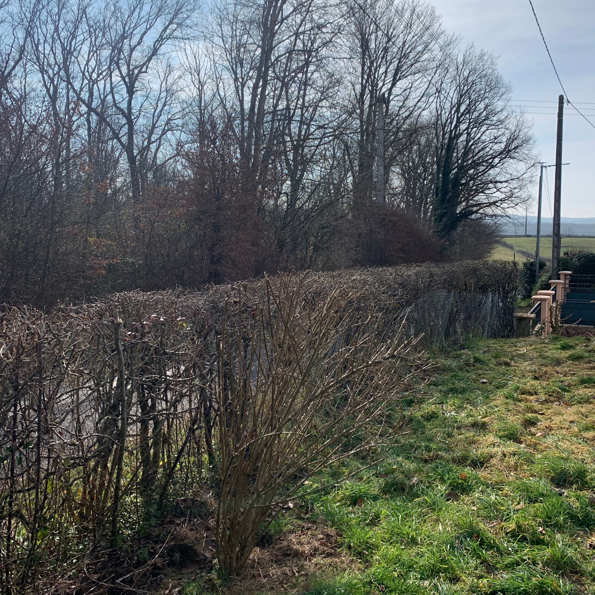 Après Taille de la Haie Bocagère a Gueugnon
