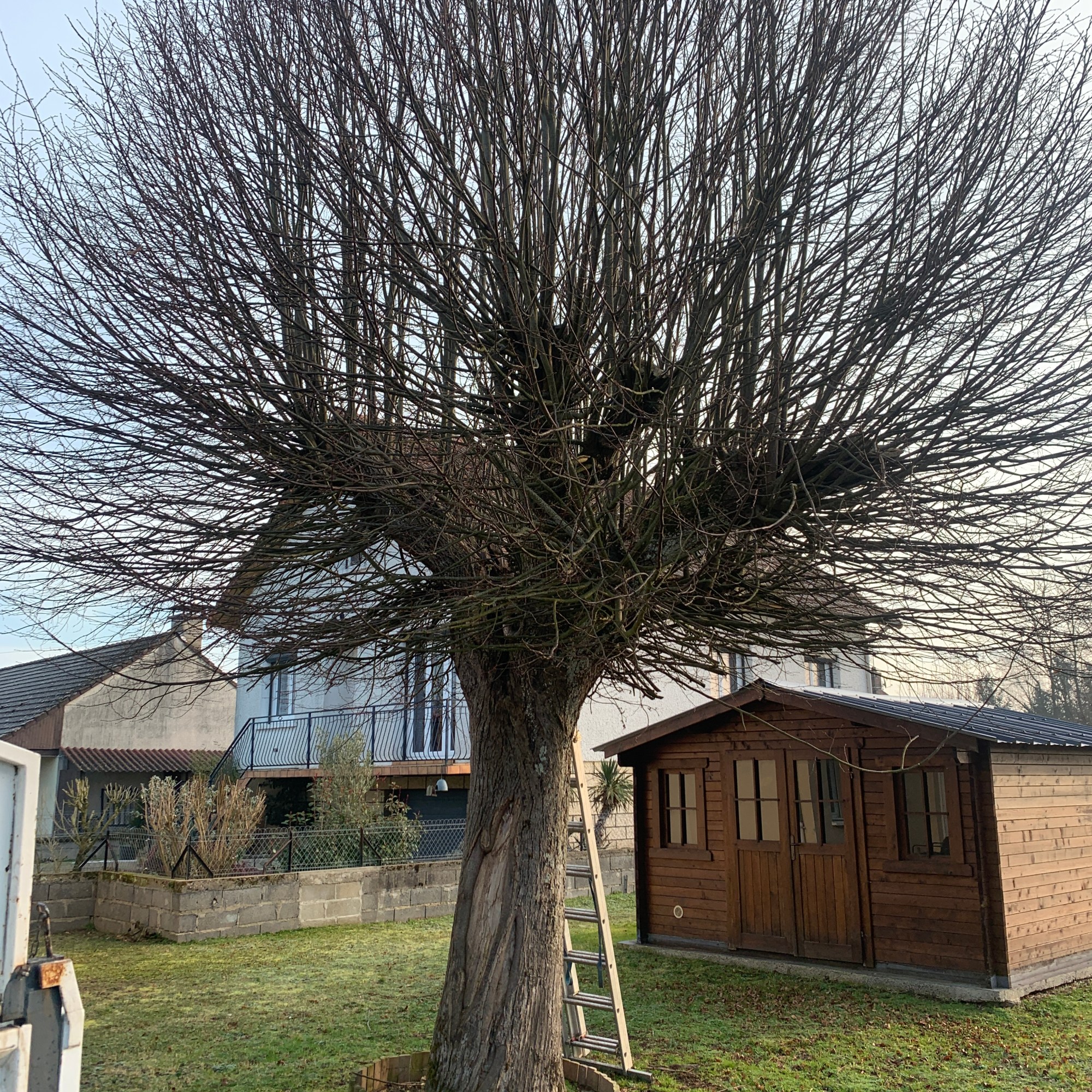 Taille en Tête de chat d'un Tilleul a Neuzy