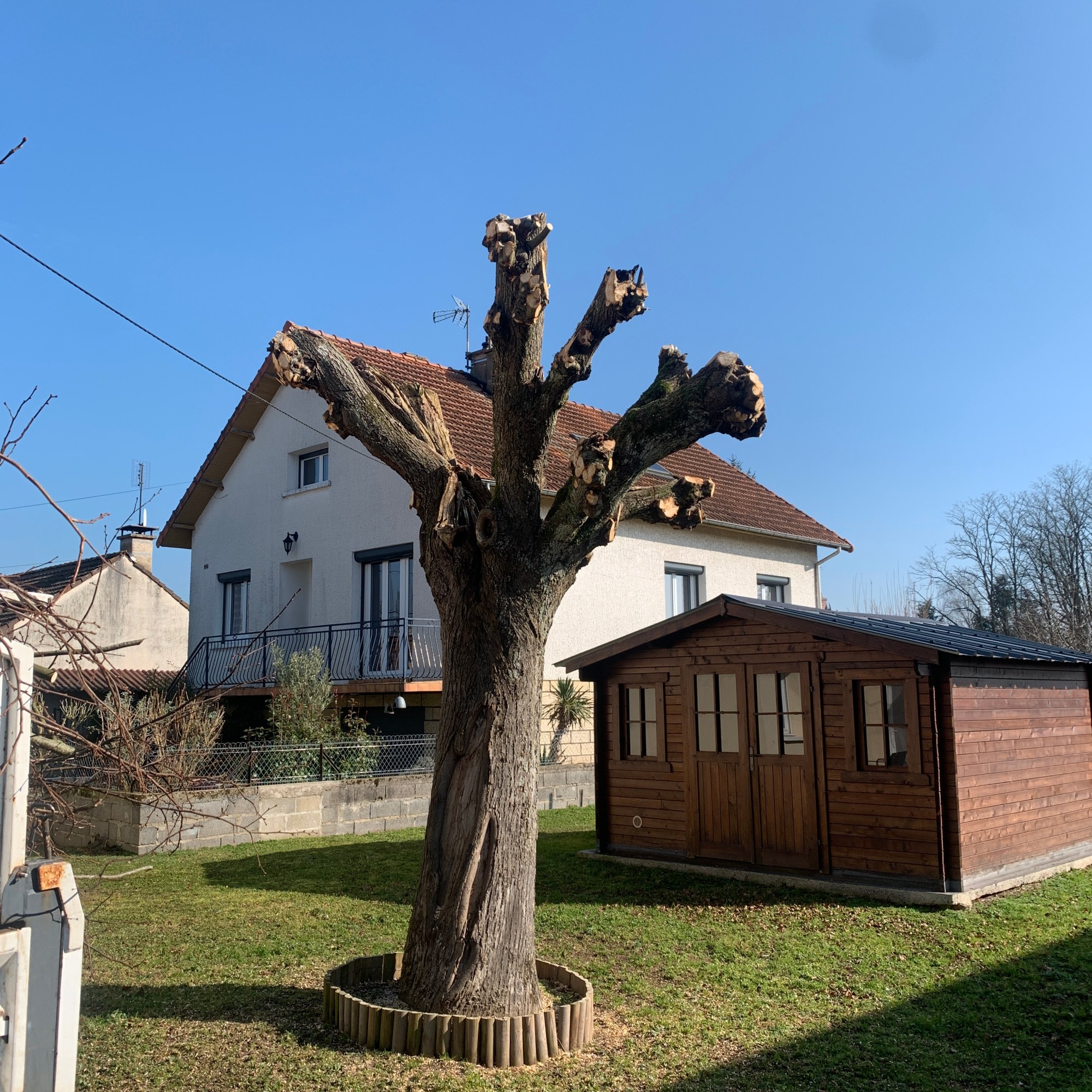 Élagage du Tilleul a Neuzy